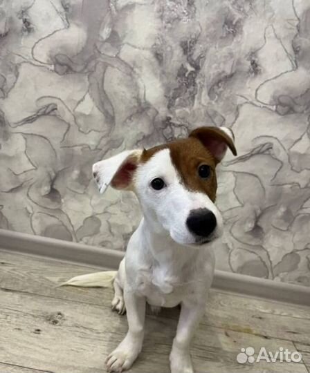 Джек Рассел терьер