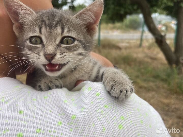 Кошка 1.5 месяц