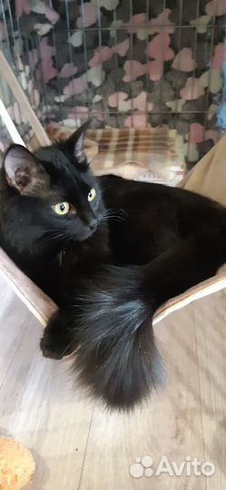 Котята подростки ищут дом