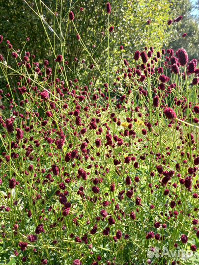 Многолетники цветущие в августе