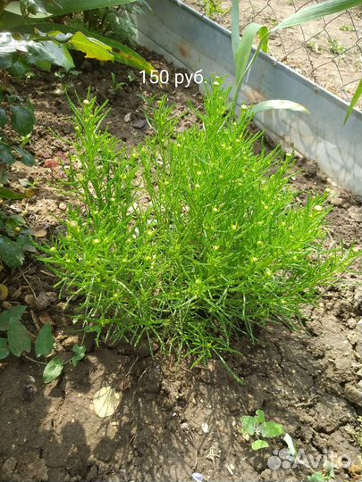 Цветы садовые