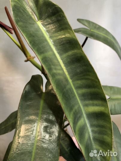 Филолендрон atabapoense