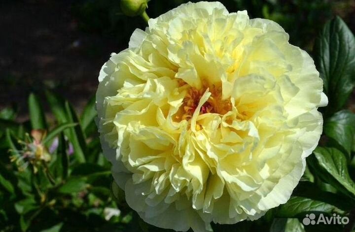 Пионы корни Лемон Шифон