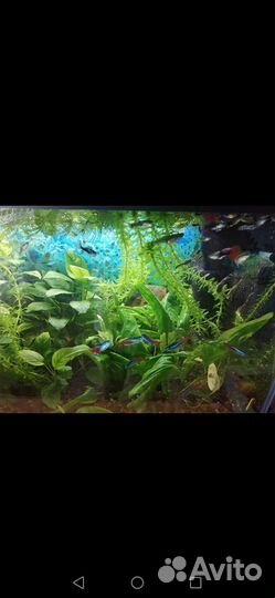 Аквариум