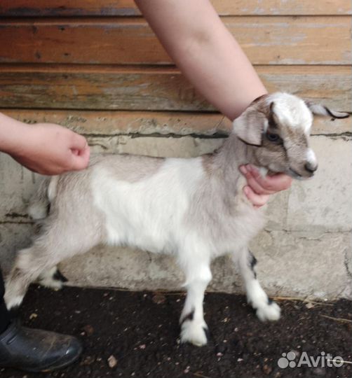 Козочки на племя