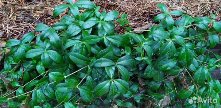 Барвинок, Вероника, Флокс, Гвоздика