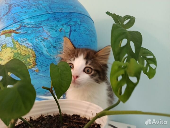Очень милый котенок