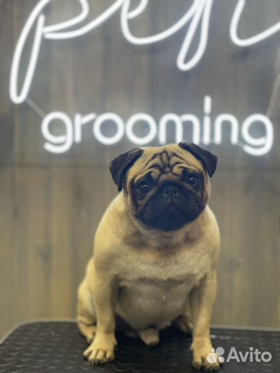 Профессиональная стрижка собак и кошек