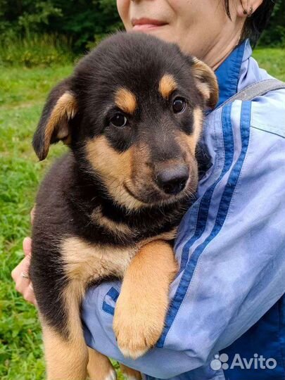 Щенок девочка в добрые руки