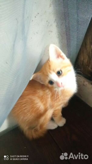 Кошки в добрые руки бесплатно