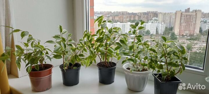 Комнатные растения - фикусы мелколистные