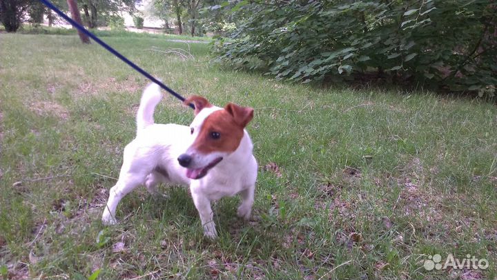 Джек Рассел Терьер приглашает на вязку