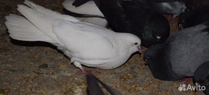 Голуби