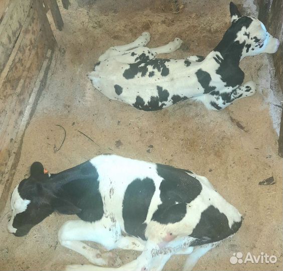 Бычки, телята