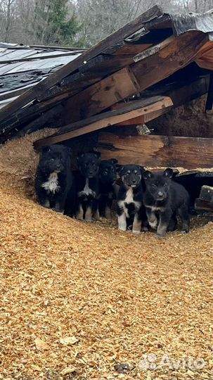 Щенок даром