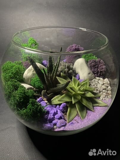 Флорариум лаванда