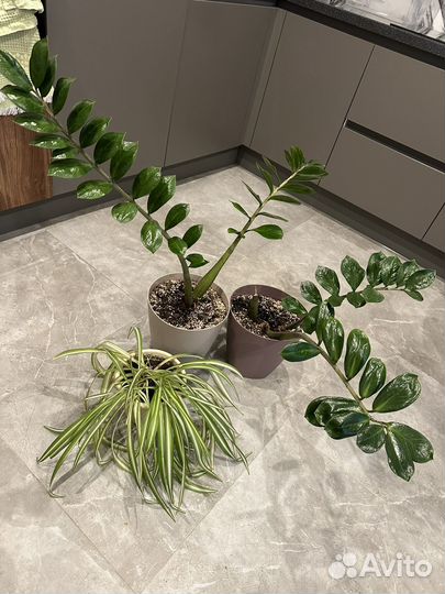 Продам комнатные растения, цена за всё