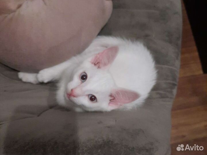 Котёнок