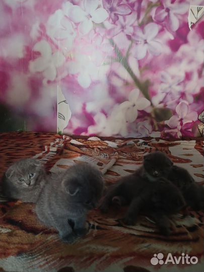 Шотландская вислоухая