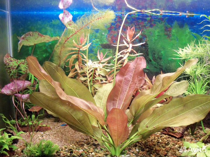 Эхинодорус Малый Медведь (Echinodorus Kleiner Bar