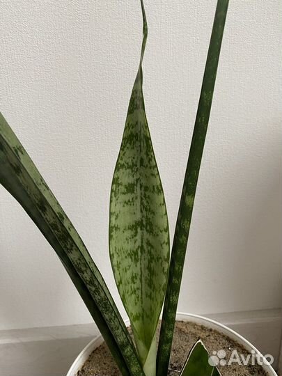 Сансевиерия тёщин язык