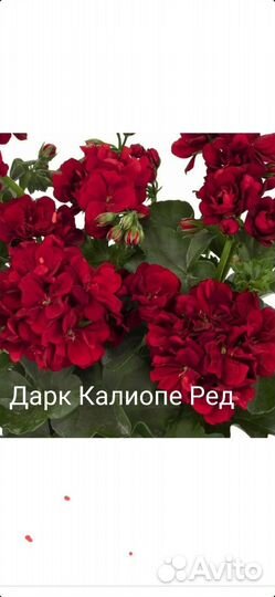 Пеларгонии сортовые