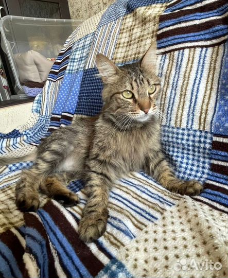 Котик ищет дом