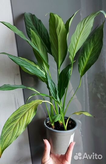 Комнатные растения, спатифиллум