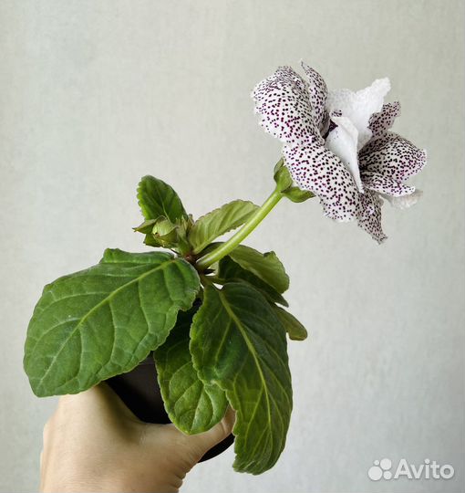 Глоксиния махровая цветущая