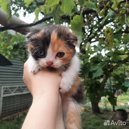 Британская вислоухая кошка