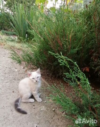 Котенок Охос Азулес