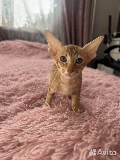 Ориентальные котята