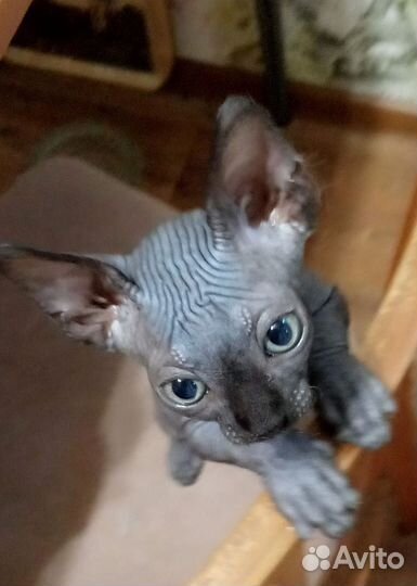 Канадский сфинкс котенок