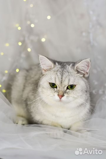 Котёнок девочка британская серебристая шиншилла