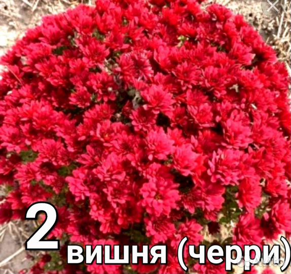 Хризантема мультифлора черенки