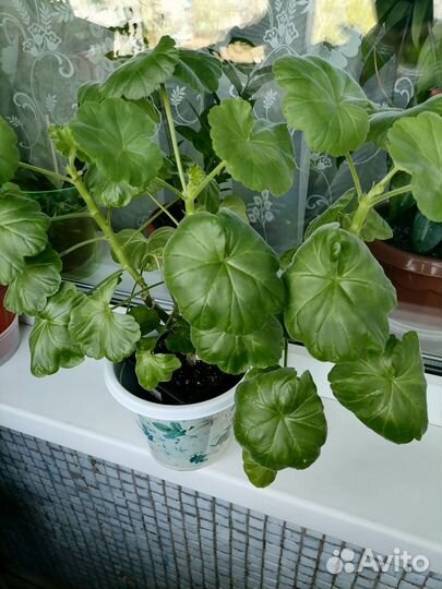 Комнатные цветы