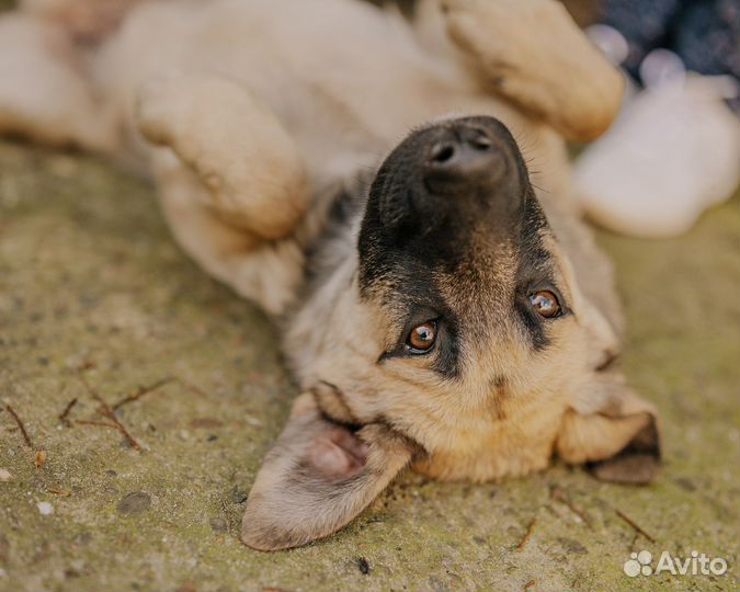 Собаки бесплатно