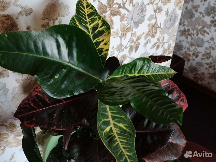 Кодиеум Петра (кротон)