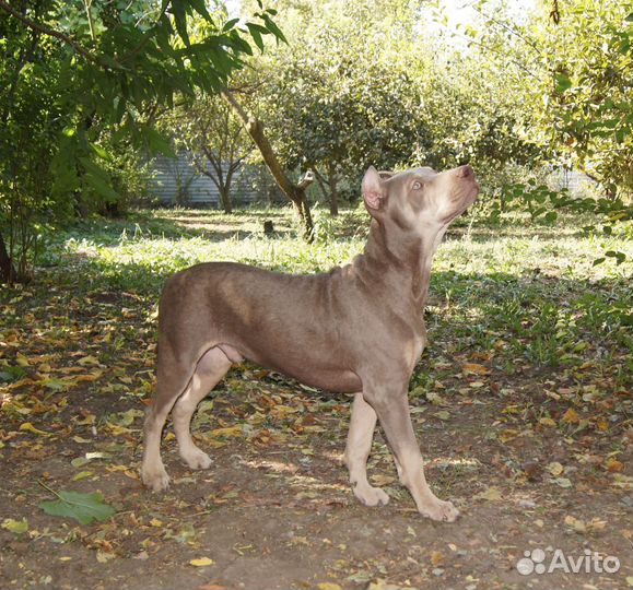 Щенки Прайтера