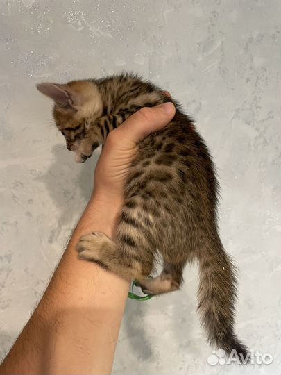 Бенгальские котята