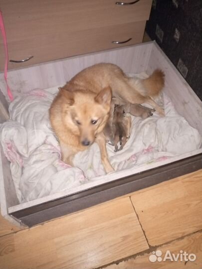 Собака в добрые руки отдам бесплатно