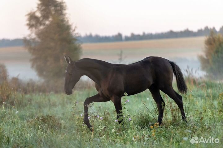 Ахалтекинский жеребец