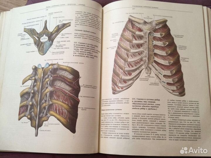 Атлас анатомии человека синельников