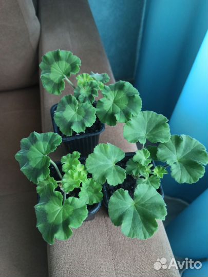 Герань пеларгония