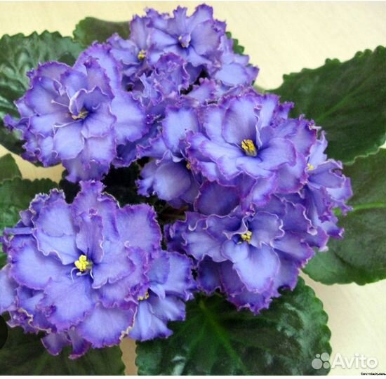 Фиалки коллекционные цветущие