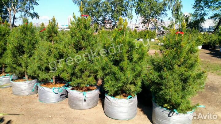 Саженцы Кедр Сибирский 130-170см Премиум класс