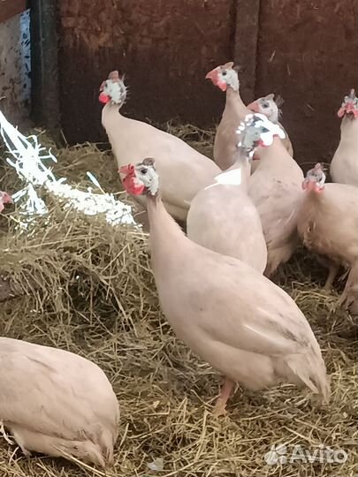 Куры молодки, Цесарки