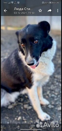 Собака в добрые руки отдам бесплатно