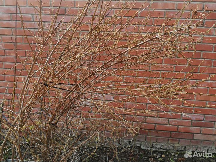 Форзиция, куст, весеннее цветение