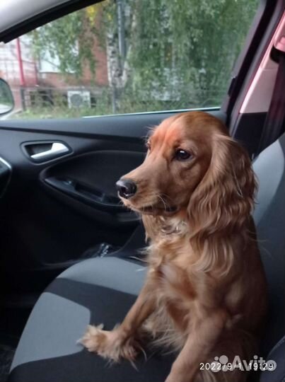 Русский охотничий спаниель (девочка) вязка